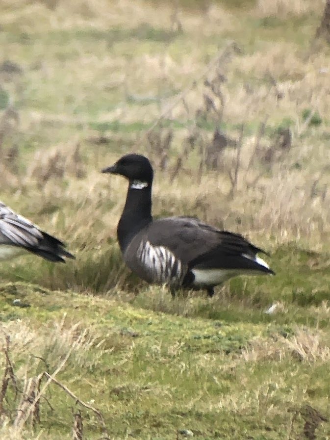 Brant (Dark-bellied x Black) - Katharine  Khamhaengwong