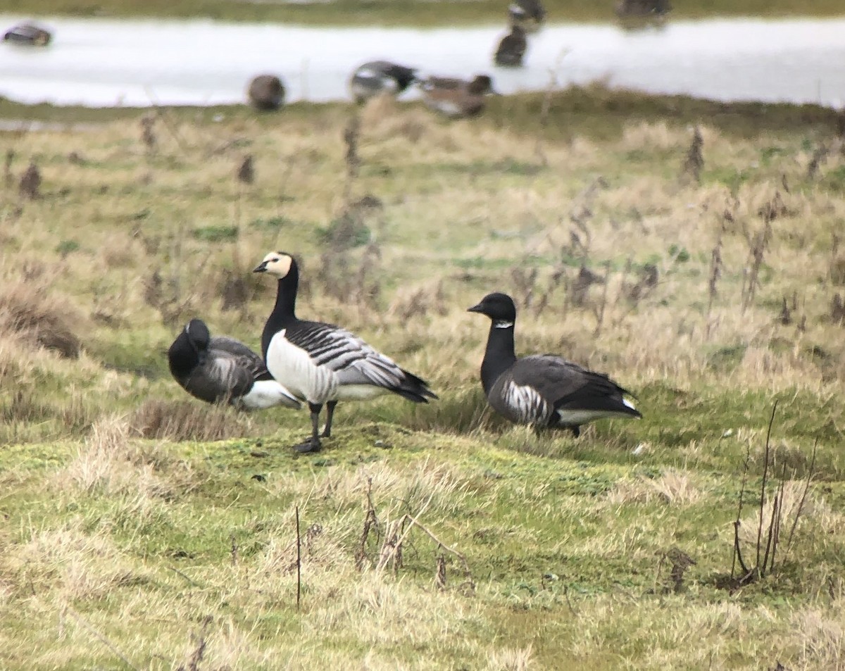 berneška tmavá (ssp. bernicla x nigricans) - ML615595234