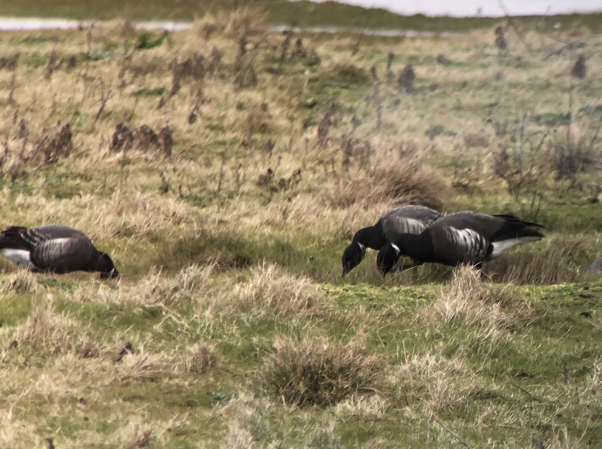 Branta musubeltza (bernicla x nigricans) - ML615595235