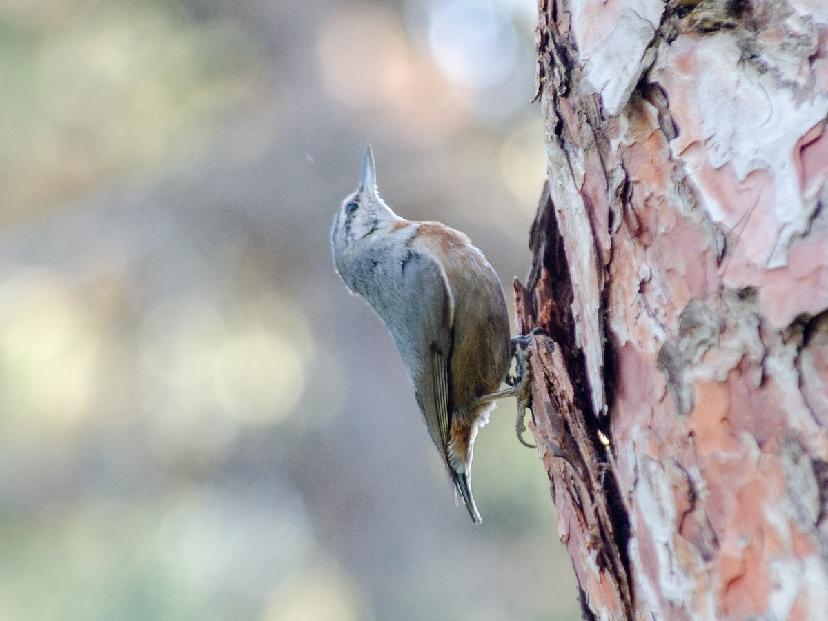 Krüper's Nuthatch - ML615595256