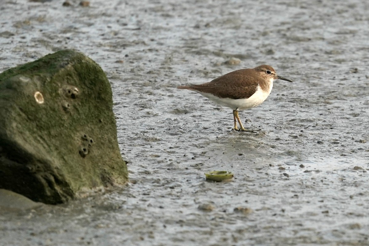 Common Sandpiper - ML615595304