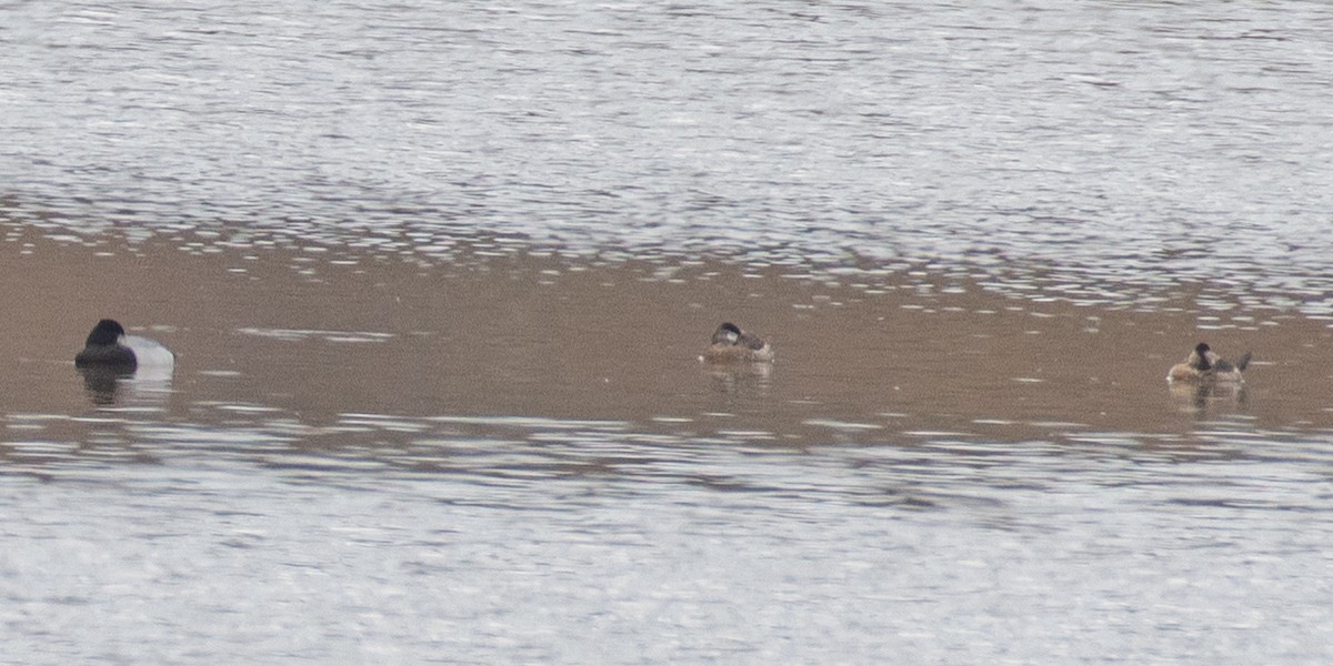 Greater/Lesser Scaup - ML615595317