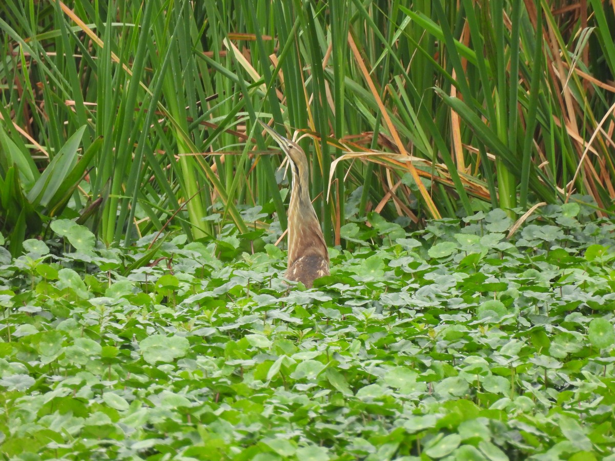 American Bittern - ML615595334