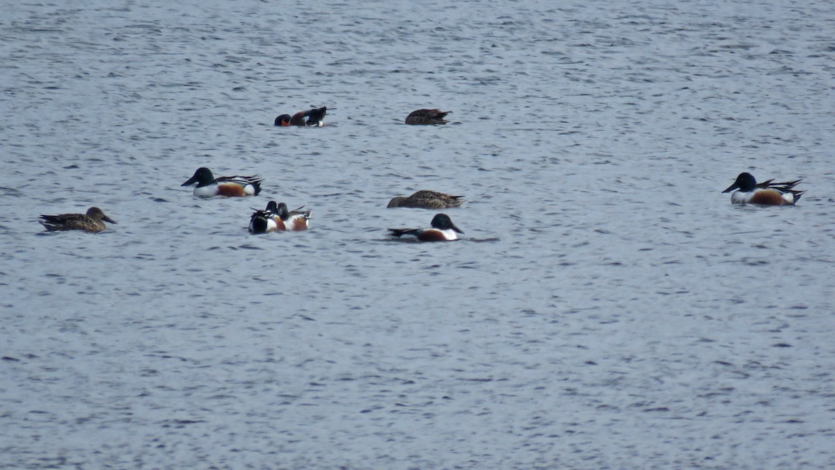 Northern Shoveler - ML615595353