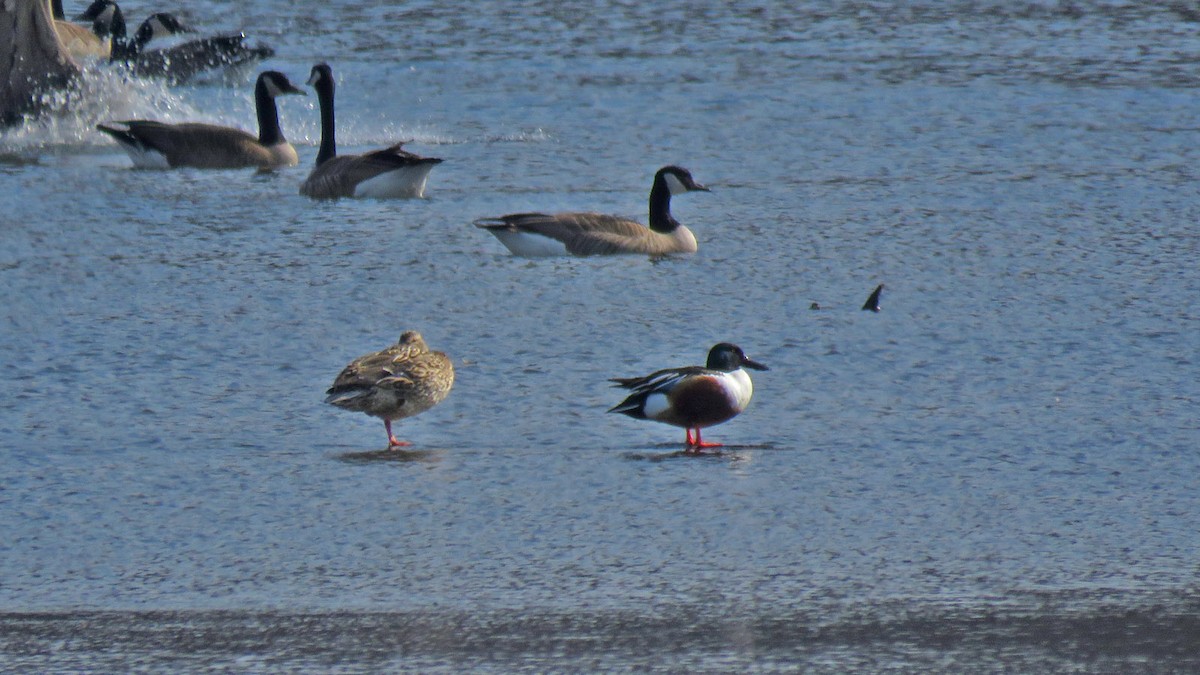 Northern Shoveler - ML615595374