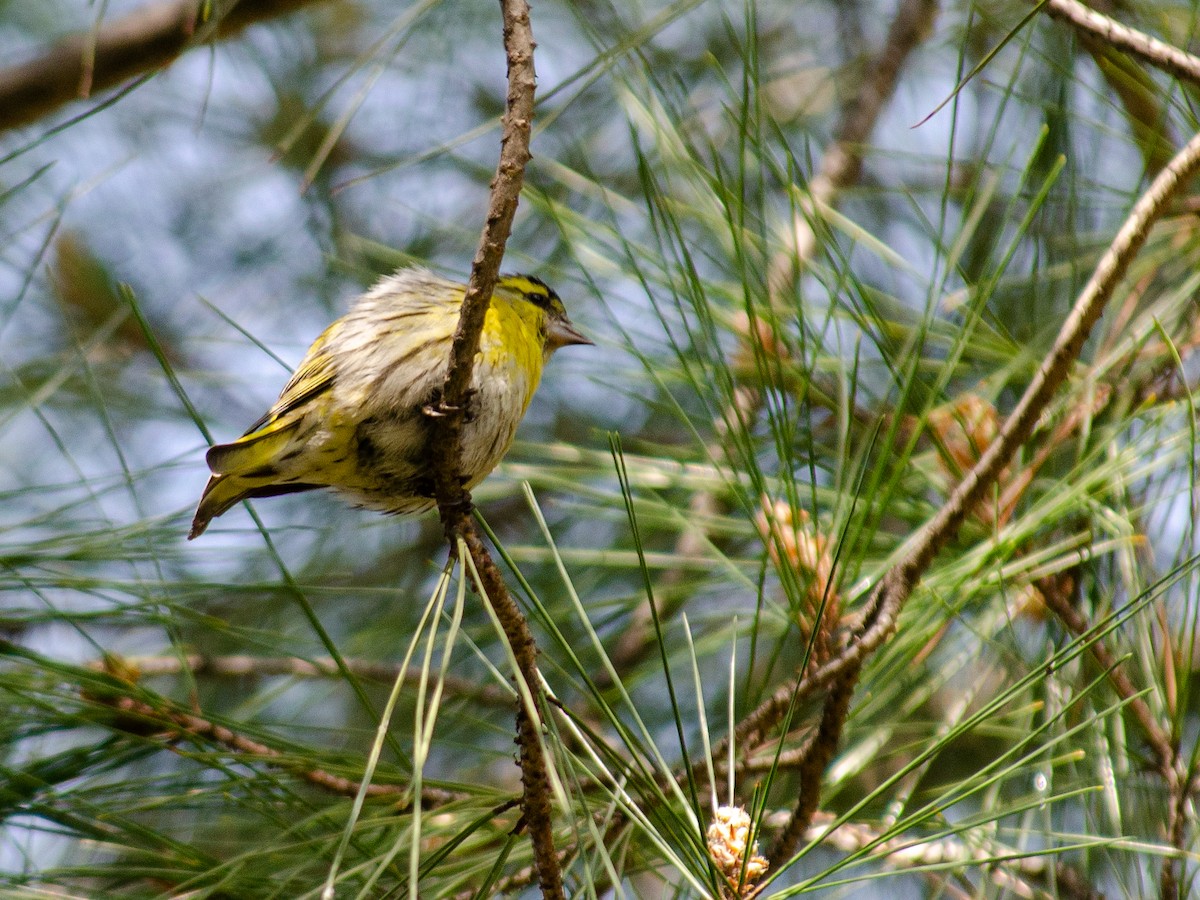 Eurasian Siskin - ML615595379