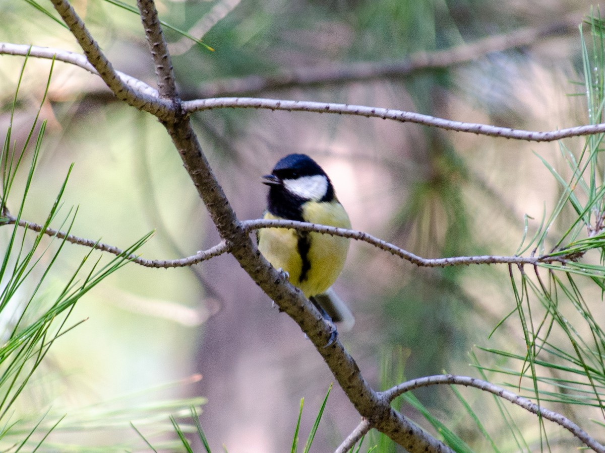 Great Tit - ML615595395