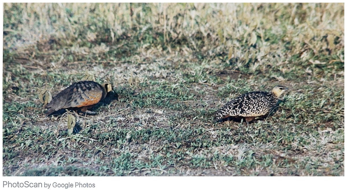 Yellow-throated Sandgrouse - ML615595469