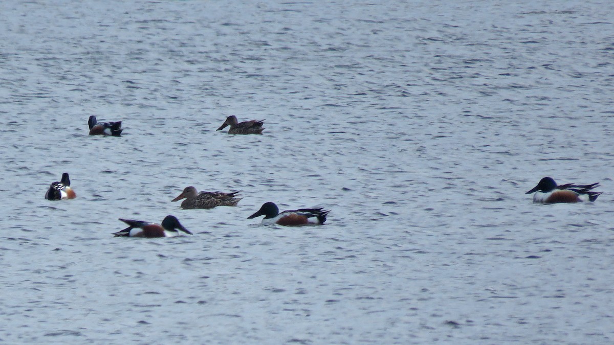 Northern Shoveler - ML615595488