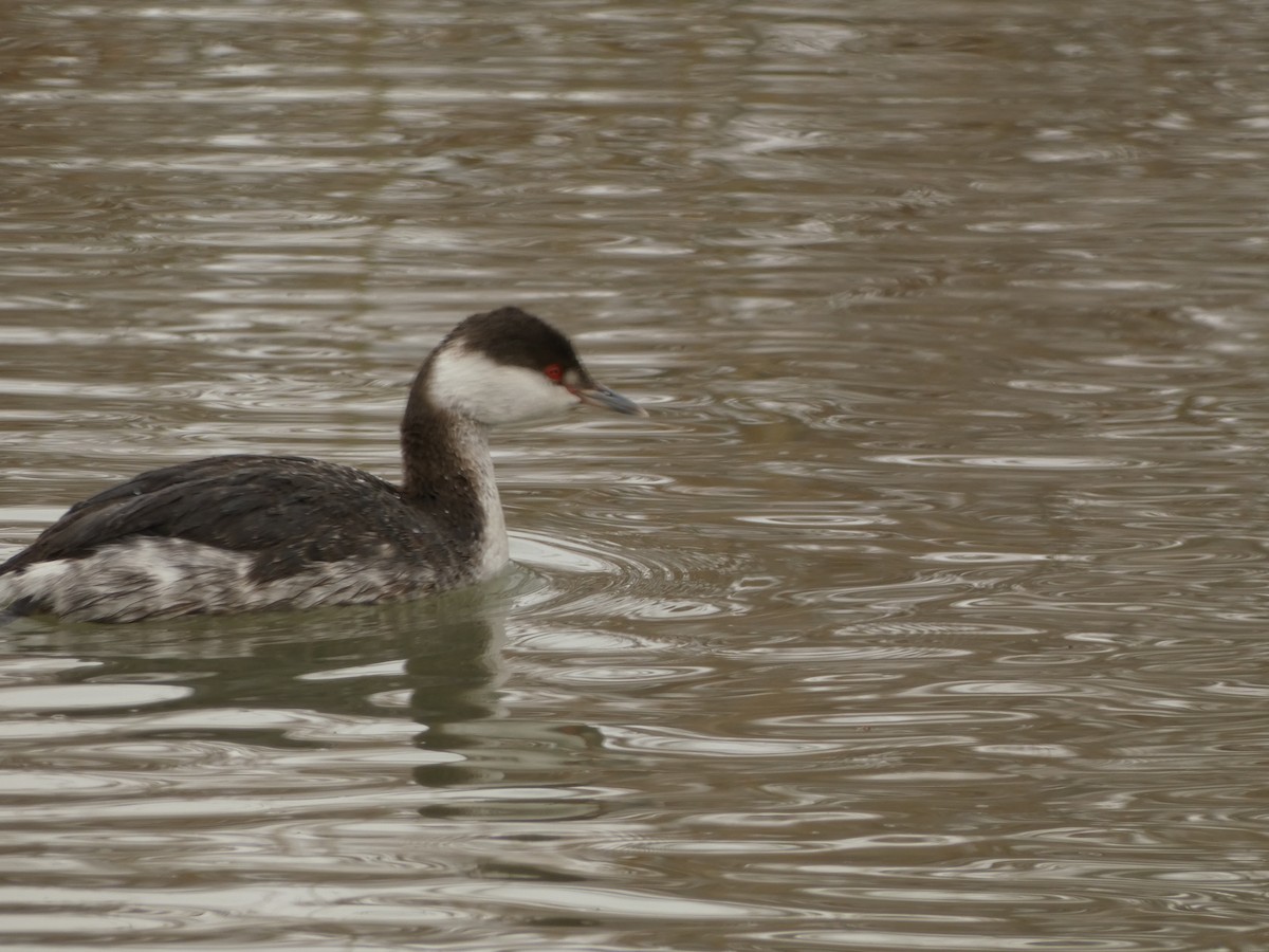 Horned Grebe - Dan Boyden