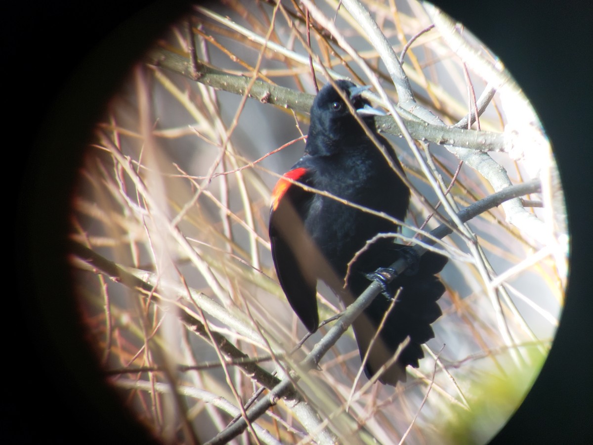 Red-winged Blackbird - ML615595497