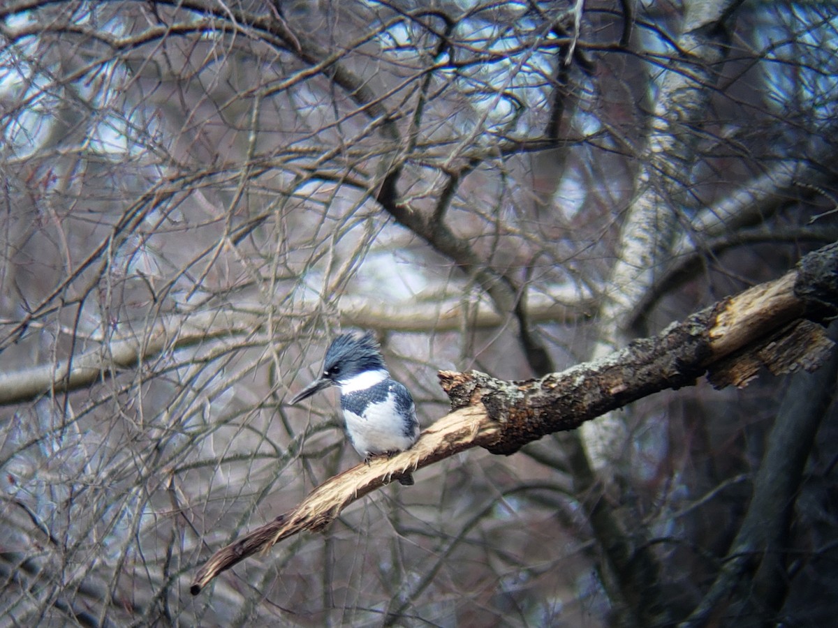 Belted Kingfisher - ML615595509