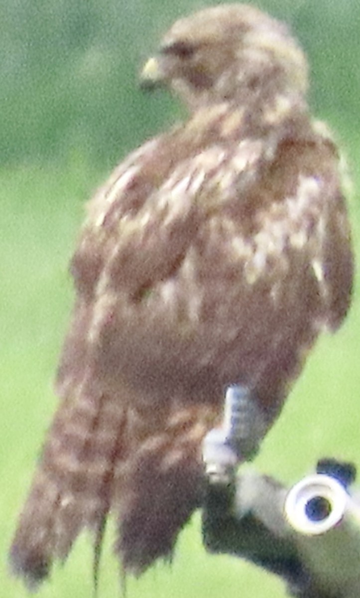 Red-shouldered Hawk - ML615595553