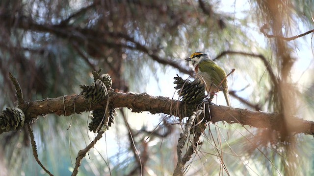 Chestnut-sided Shrike-Vireo - ML615595556