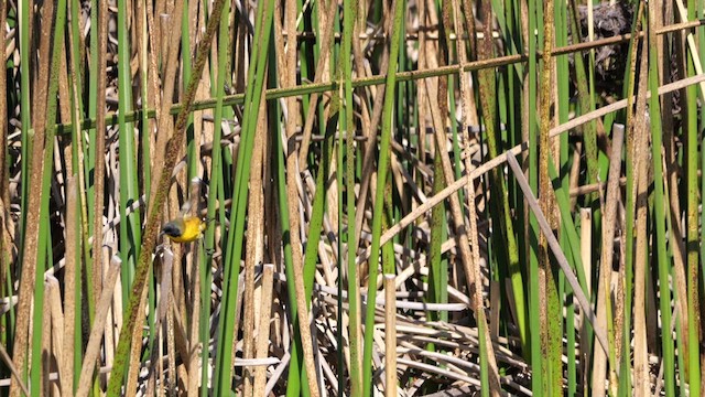 Black-polled Yellowthroat - ML615595602