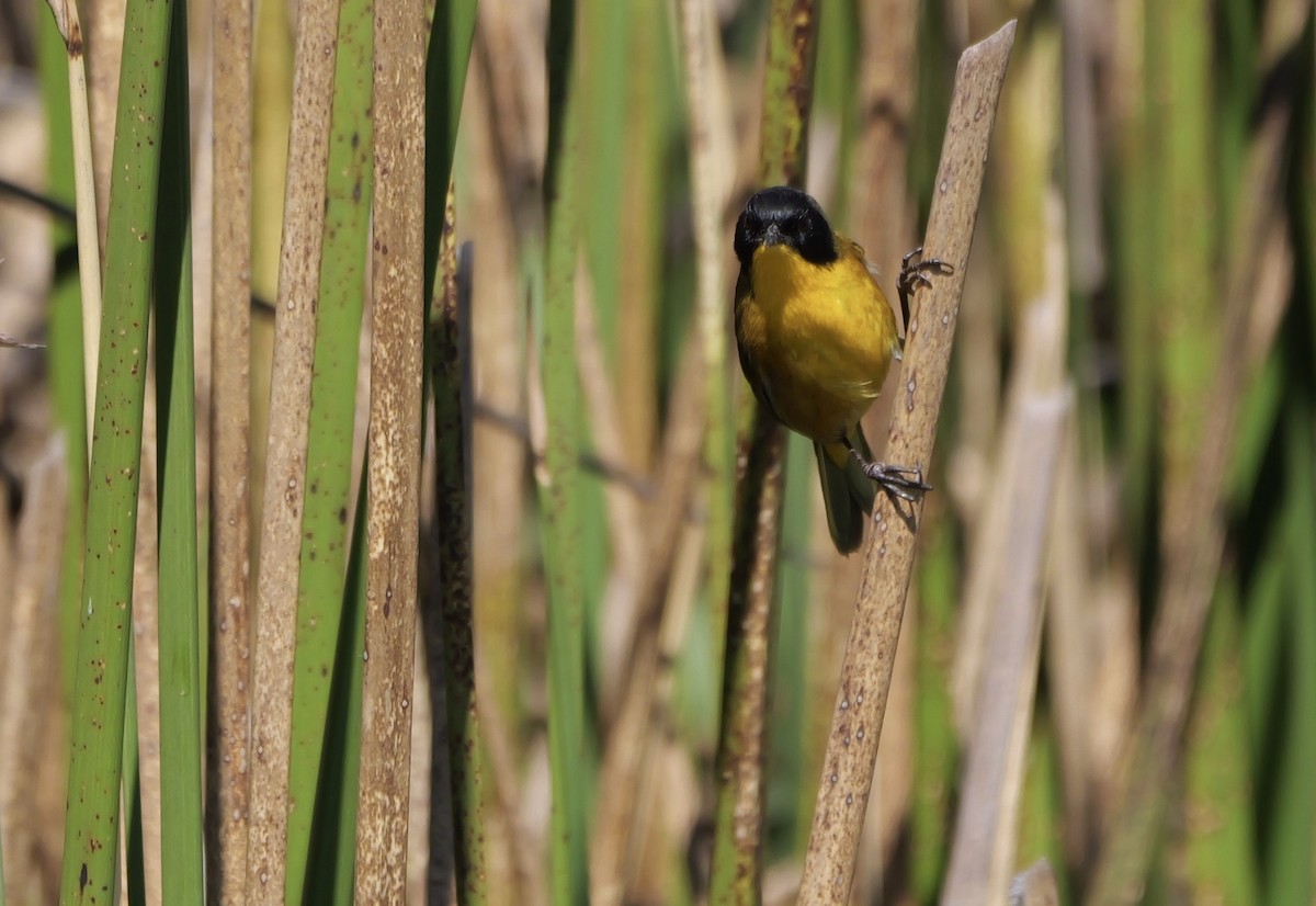 Black-polled Yellowthroat - ML615595619