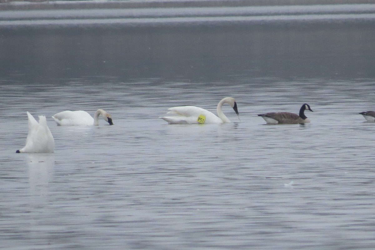 Trumpeter Swan - ML615595636