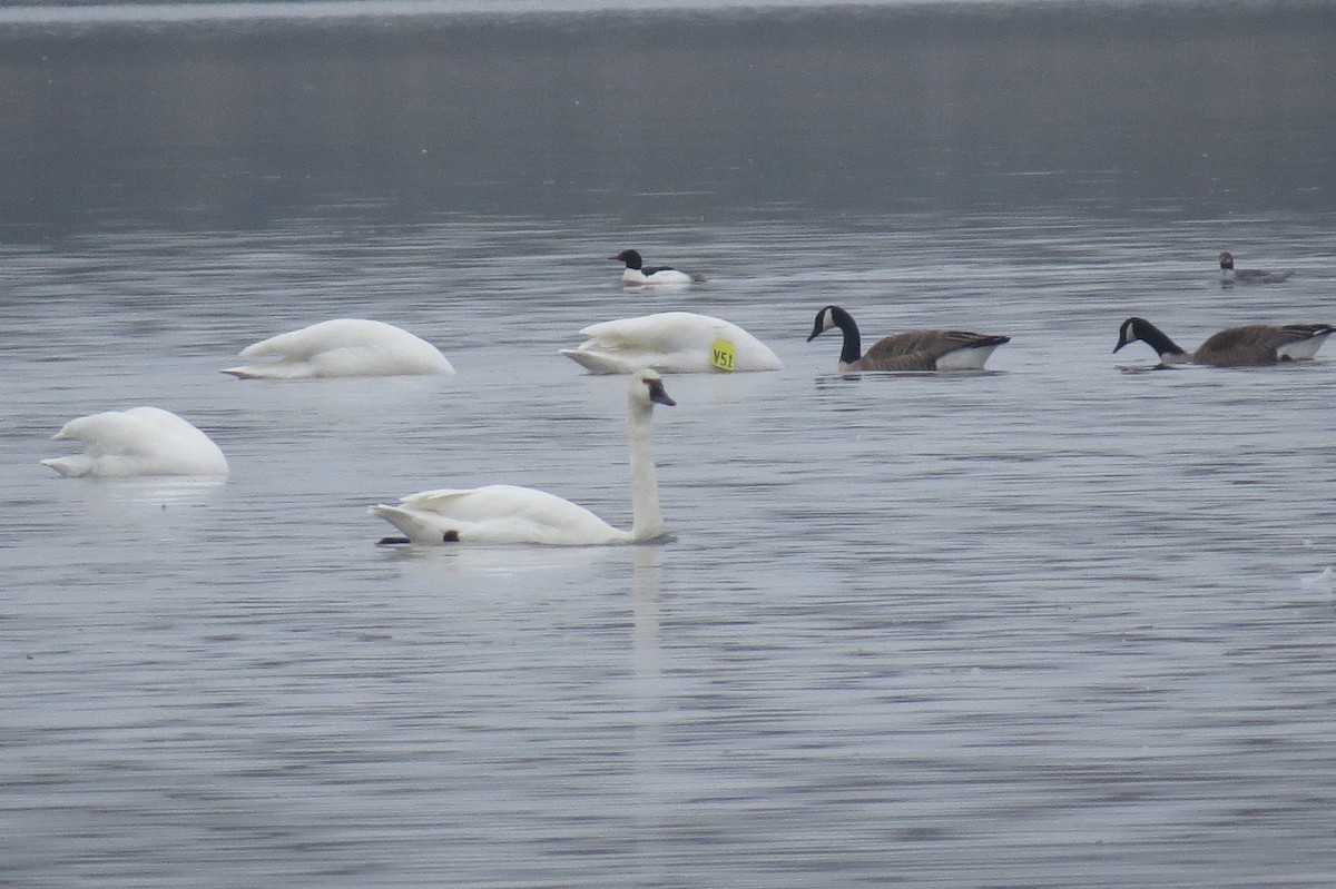 Trumpeter Swan - ML615595637