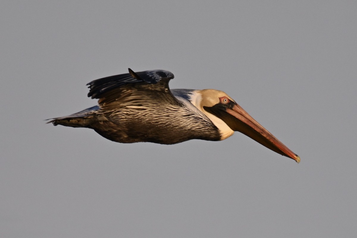 Brown Pelican - ML615595684