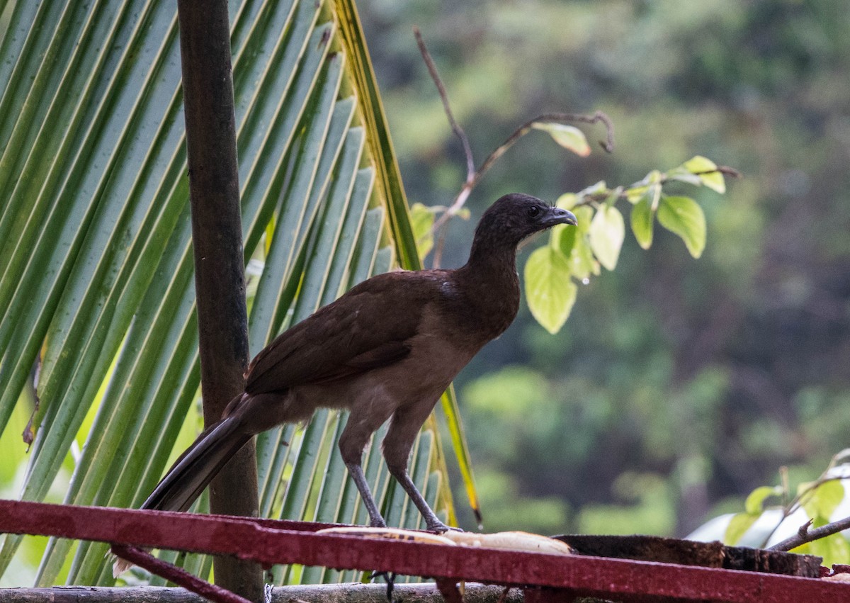 Gray-headed Chachalaca - ML615595712