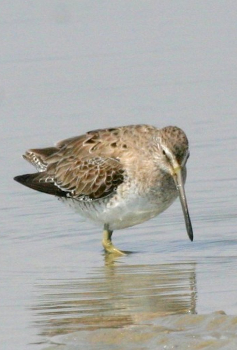 Short-billed Dowitcher - ML615595799