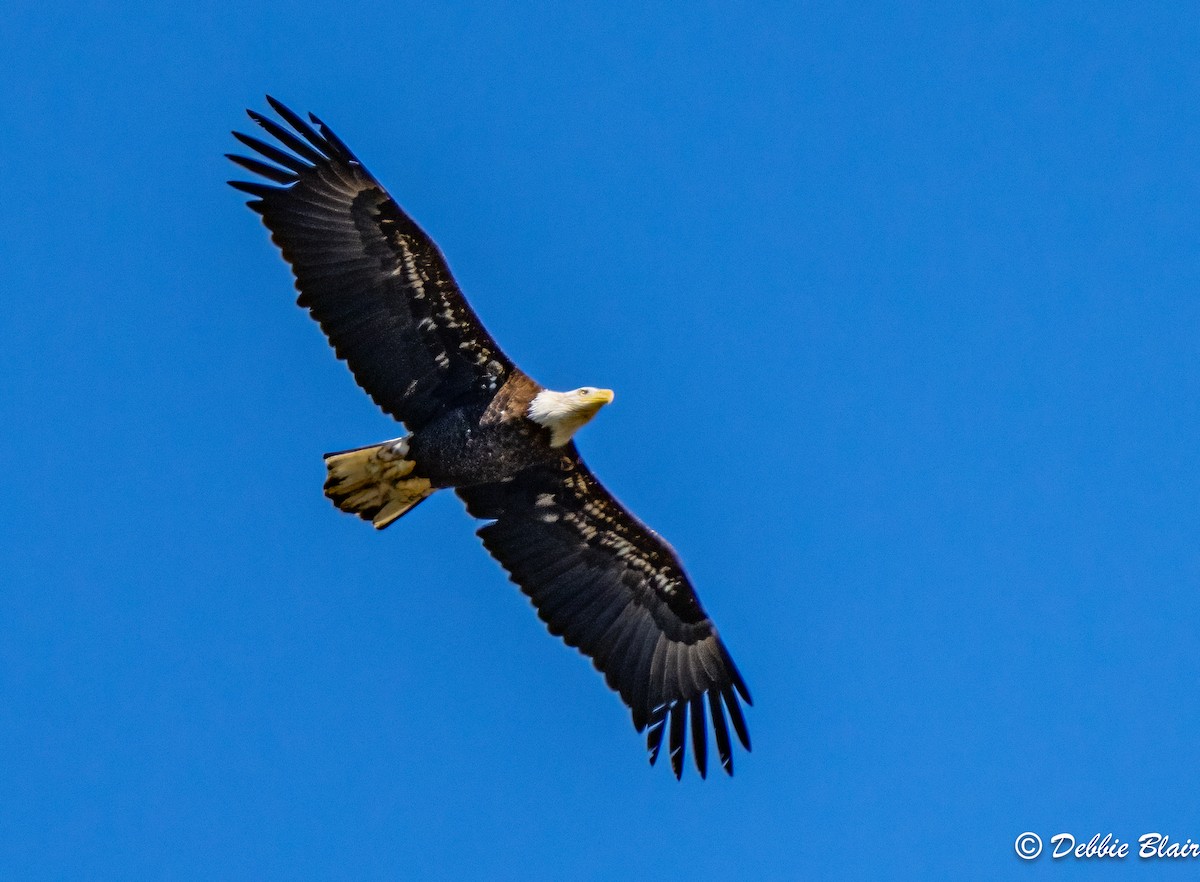 Bald Eagle - ML615595902