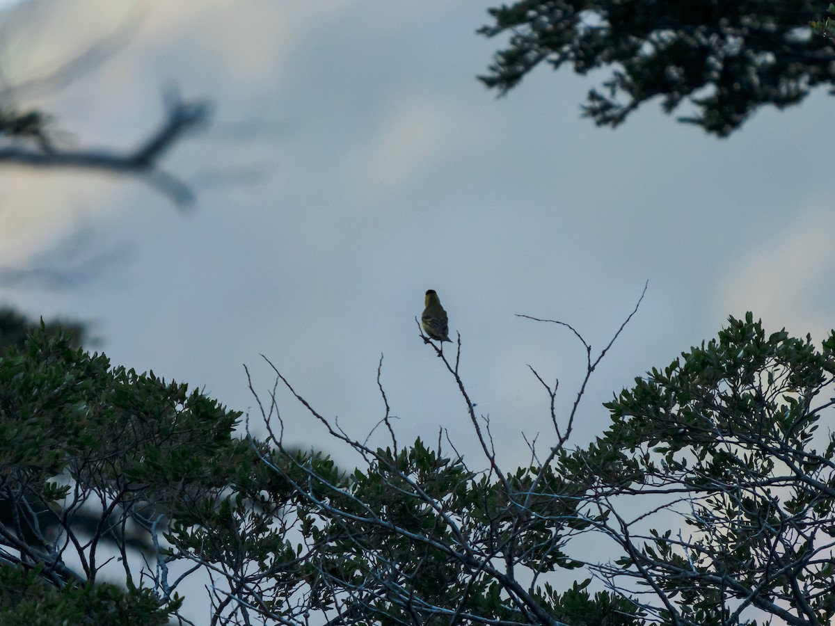 Black-chinned Siskin - ML615595904