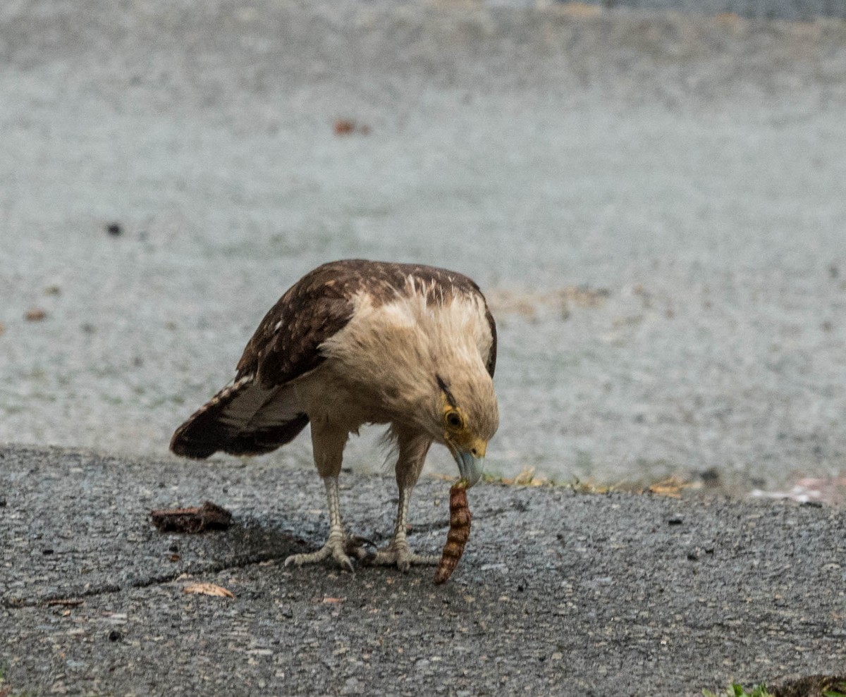 Yellow-headed Caracara - ML615595905