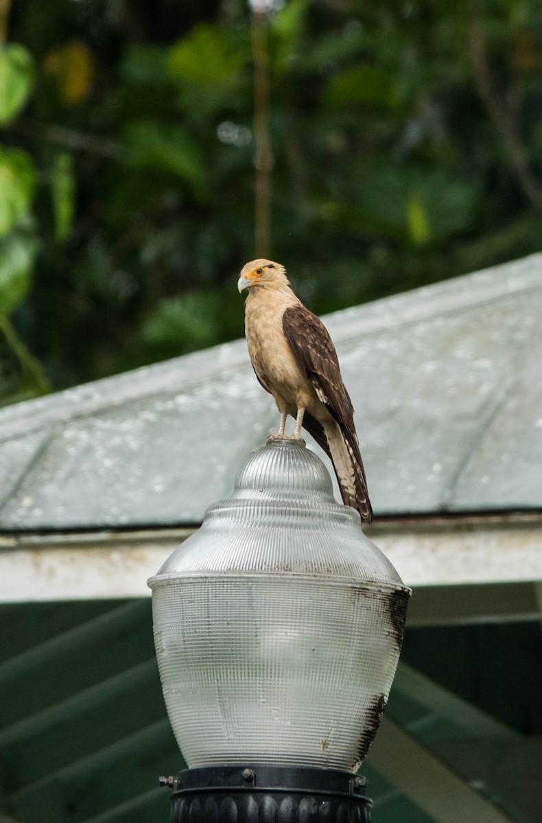 Yellow-headed Caracara - ML615595906