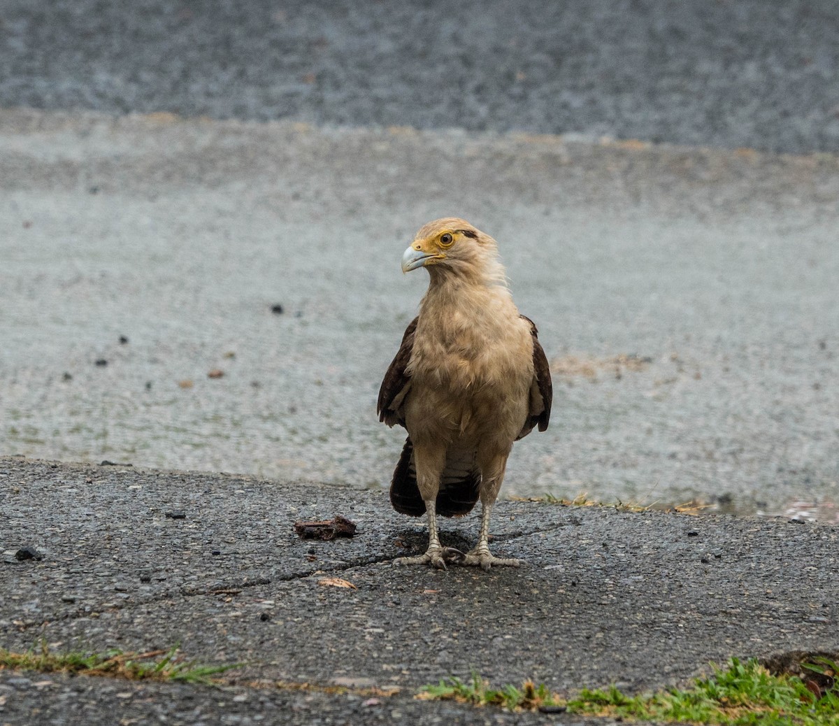 Yellow-headed Caracara - ML615595907