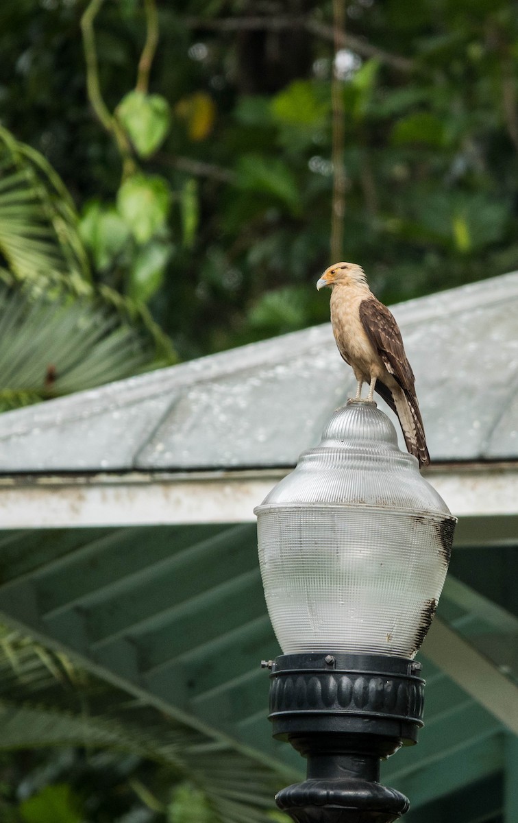 Yellow-headed Caracara - ML615595908