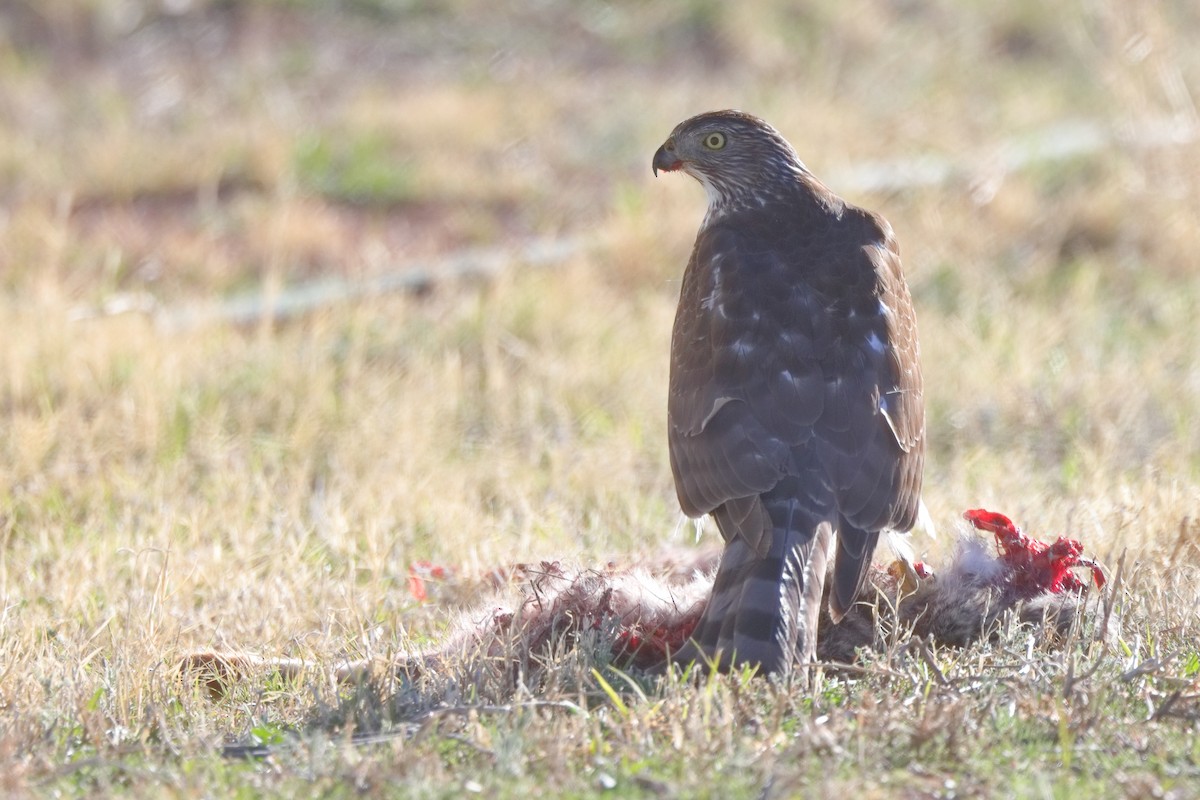 Cooper's Hawk - ML615595919