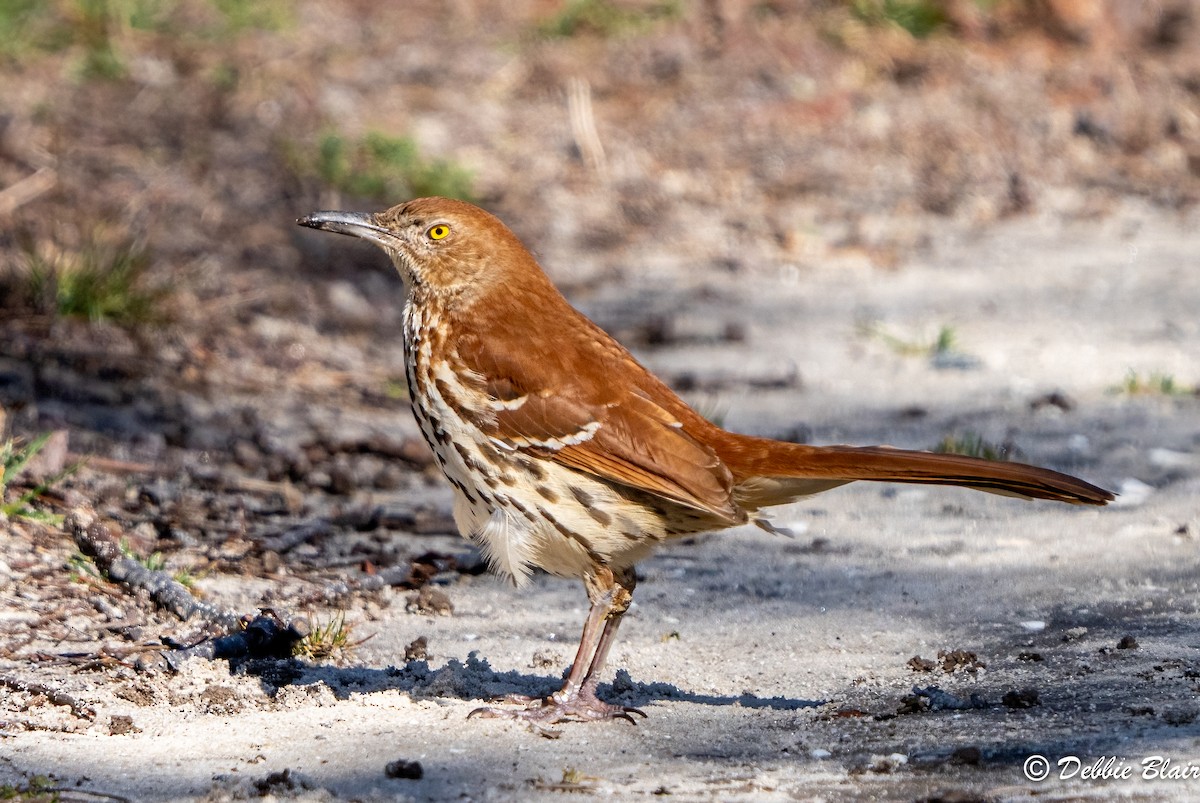 Brown Thrasher - ML615595922