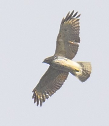 Red-shouldered Hawk - ML615595925