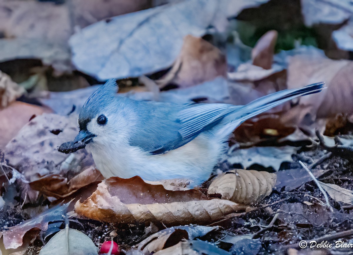 Mésange bicolore - ML615595931