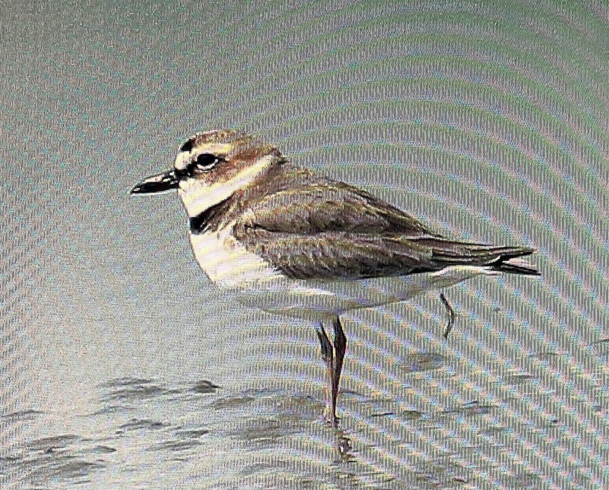 Wilson's Plover - ML615596049