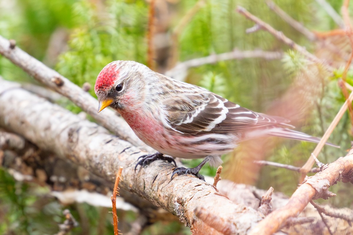 Common Redpoll (flammea) - ML615596079