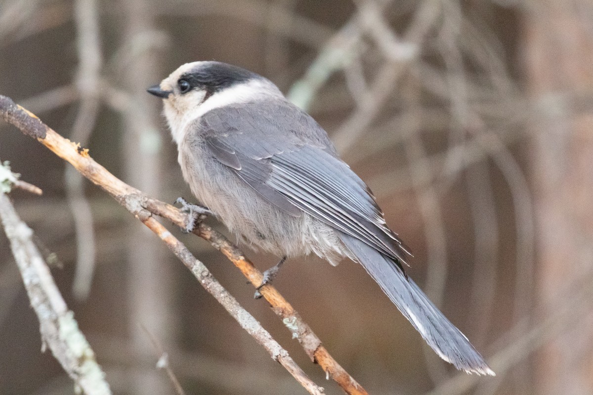 Canada Jay (Boreal) - ML615596173