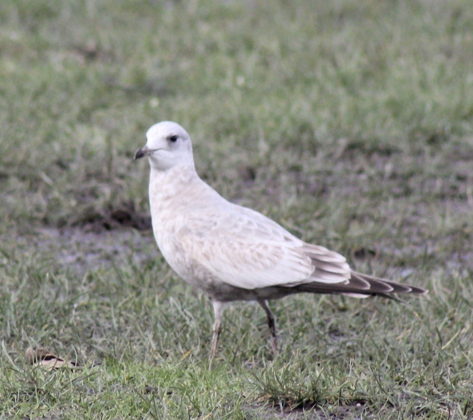 Short-billed Gull - ML615596202