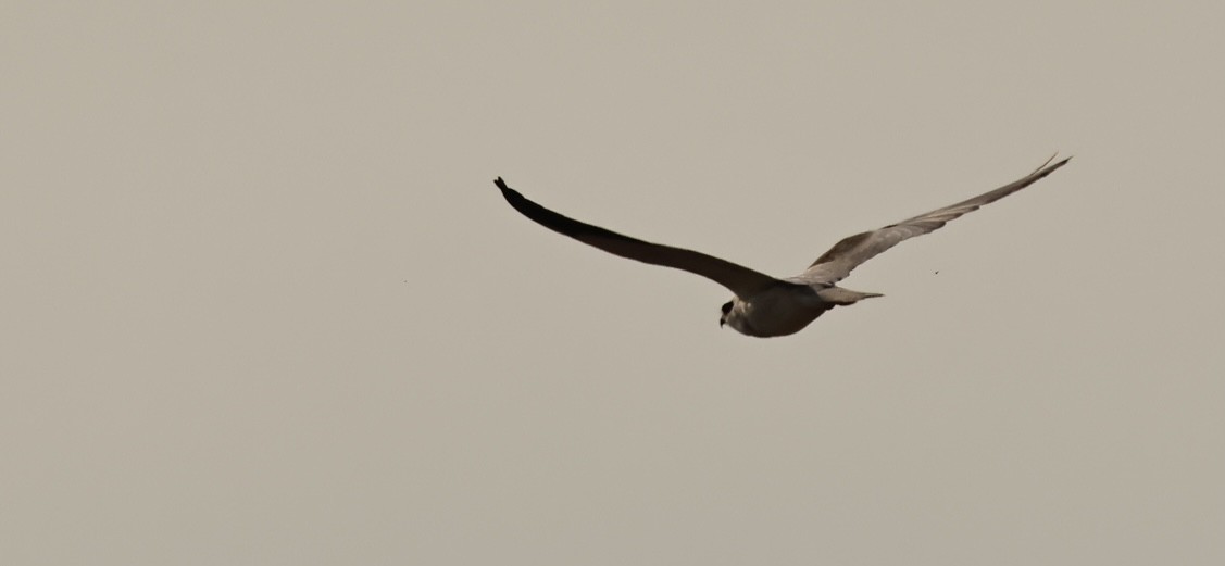 Black-winged Kite - ML615596212