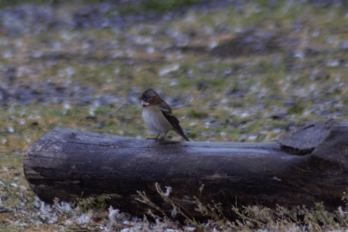Rufous-collared Sparrow - ML615596235