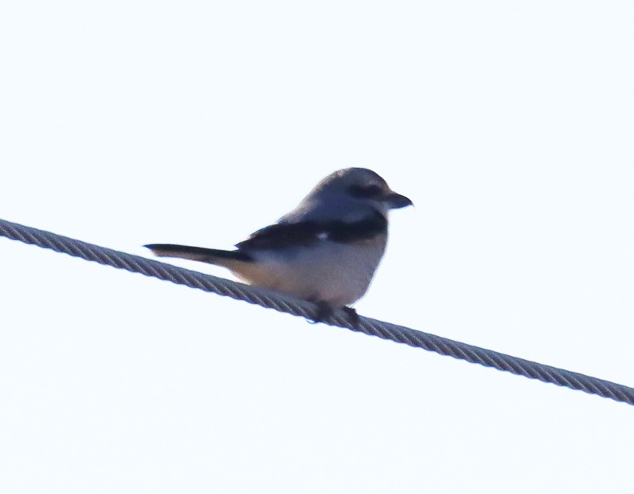 Northern Shrike - ML615596250