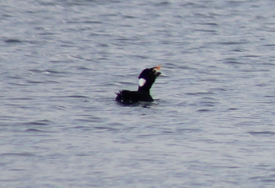 Surf Scoter - ML615596289