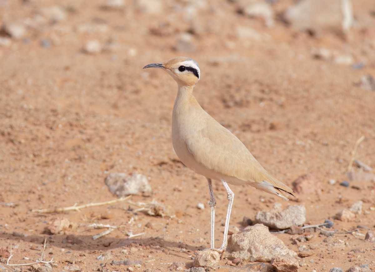 Cream-colored Courser - ML615596331