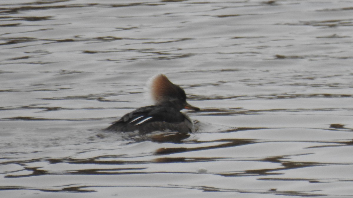 Hooded Merganser - ML615596335