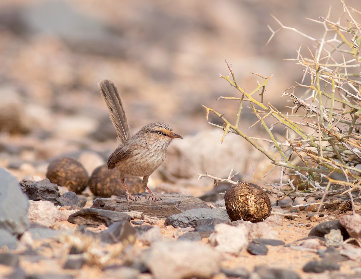 Scrub Warbler (Western) - ML615596351