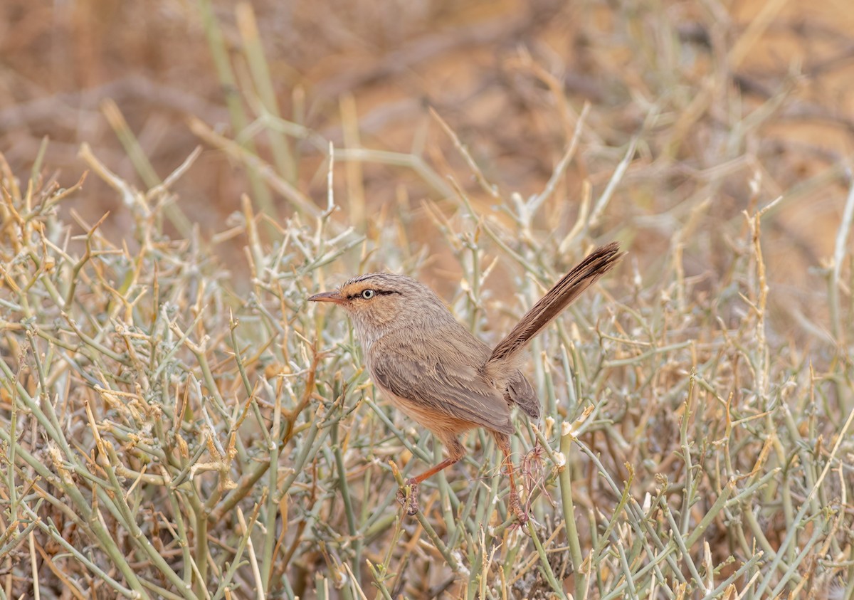 Scrub Warbler (Western) - ML615596360