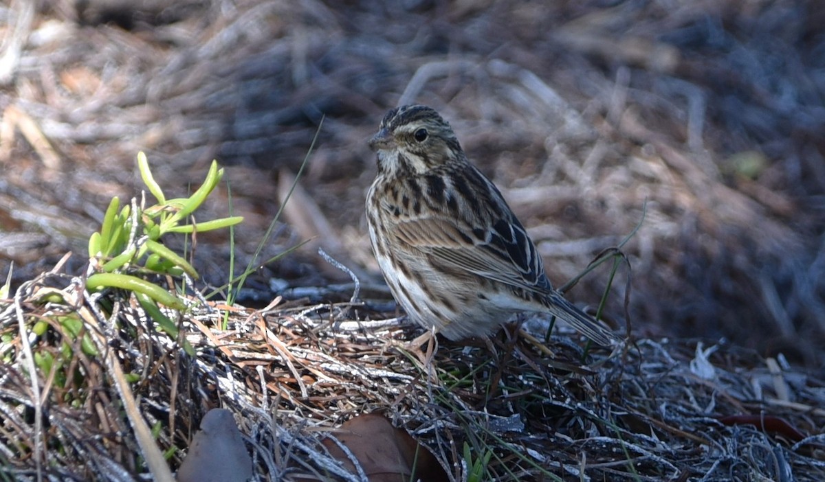 Savannah Sparrow - ML615596409
