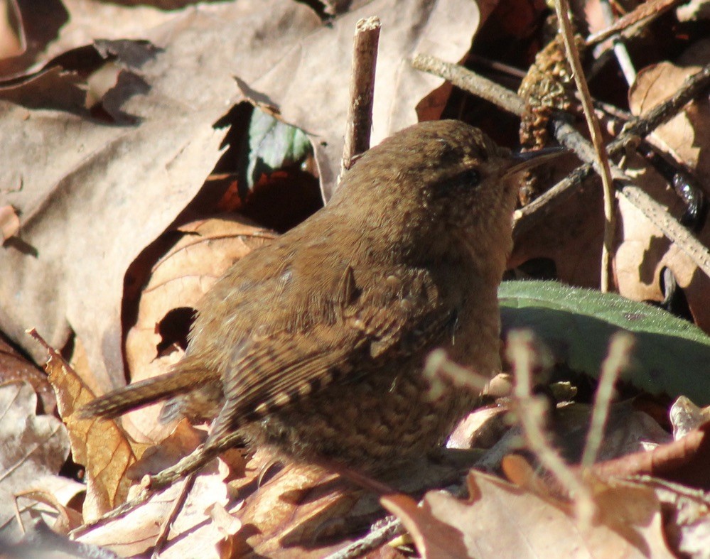 Pacific Wren - ML615596436