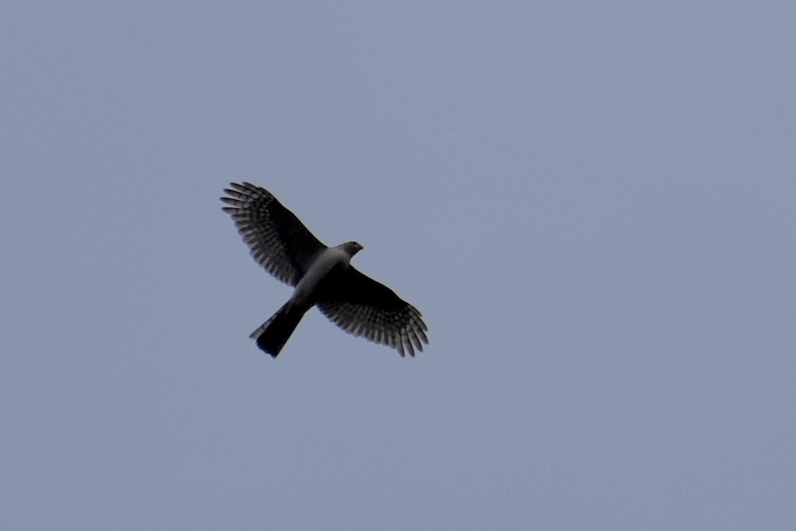 Sharp-shinned Hawk (Caribbean) - ML615596449